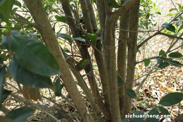 桂花苗几年开花,10年的桂花树长高而不开花