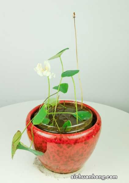 碗莲怎么过冬，多少度会冻死