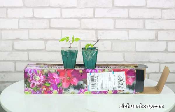 铁线莲冬天怎么处理