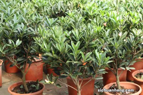 山茶花怎么养,山茶花的花语