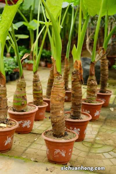 滴水观音的养殖方法,滴水观音图片