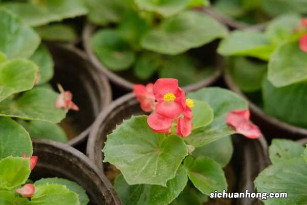 四季海棠花的扦插方法
