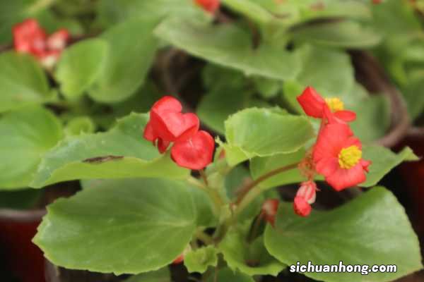 四季海棠花的扦插方法