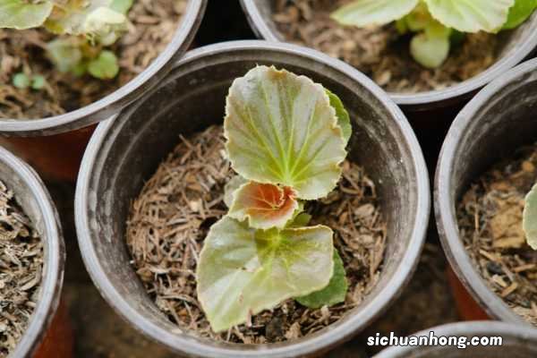 四季海棠冬天怎么过冬,四季海棠图片