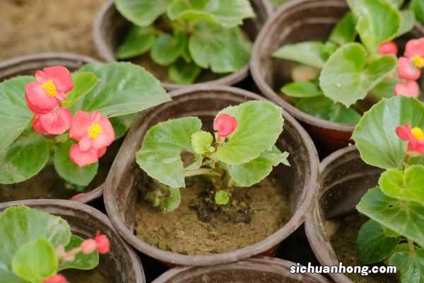 四季海棠冬天怎么过冬,四季海棠图片