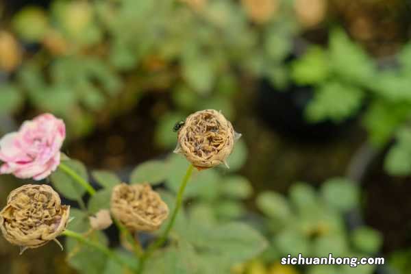 月季花的特点，月季花的图片