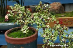 金枝玉叶怎么养，金枝玉叶图片