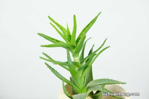 芦荟品种有哪些?500多个品种芦荟图片