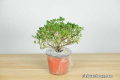 杜鹃花是什么季节开花？杜鹃花图片