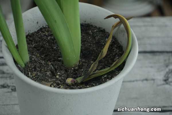 风信子开完花后怎么处理，怎么留种