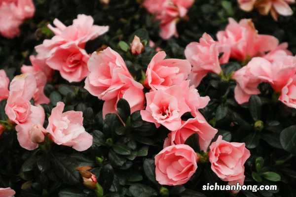 杜鹃花冬天怎么管理