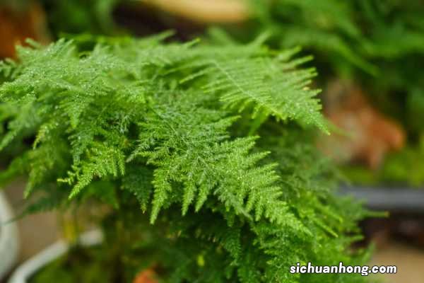 文竹的寓意,文竹开花图片