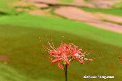 养彼岸花有什么禁忌