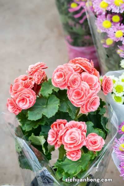 丽格海棠怎么扦插