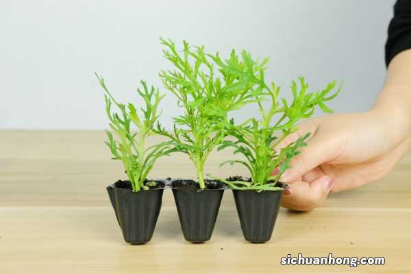 玛格丽特花怎么养