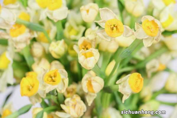 水仙花语是什么意思