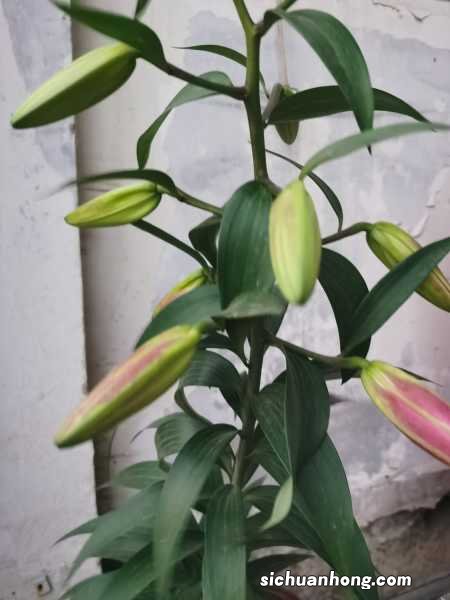 水仙百合的花语,花期多长时间