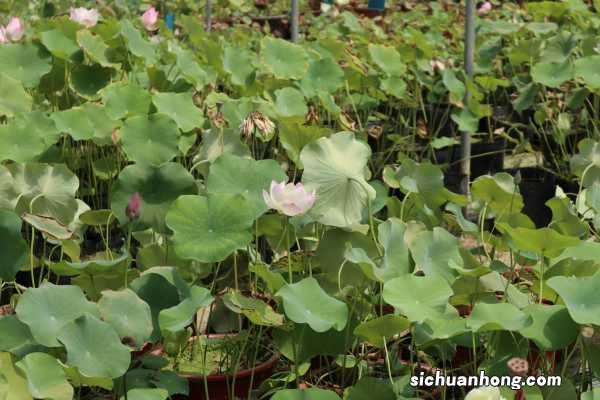 莲花和荷花一样吗，荷花图片