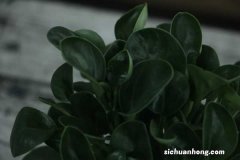 豆瓣绿怎么扦插