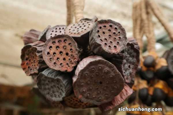 开放的荷花像什么,开在什么季节