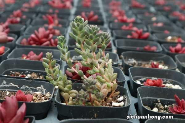 多肉用什么土养比较好,如何自制