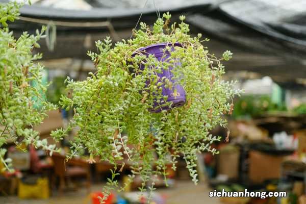 多肉用什么土养比较好,如何自制