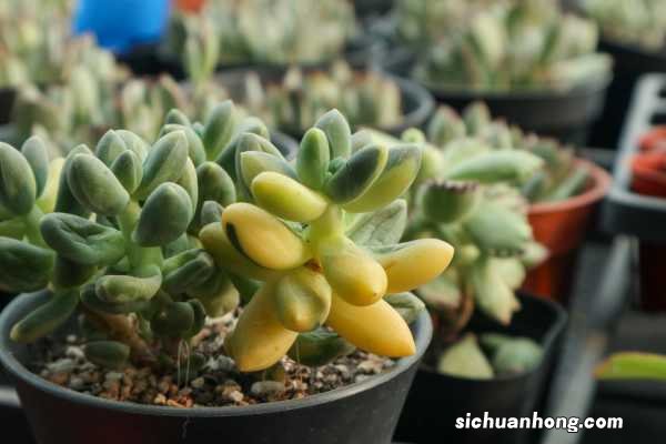 多肉用什么土养比较好,如何自制