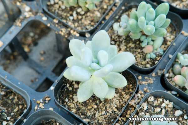 多肉植物的养殖方法和注意事项