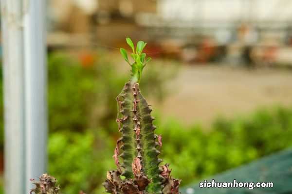 龙骨的汁液有毒吗