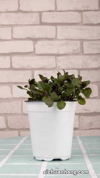 薄荷风水禁忌有哪些