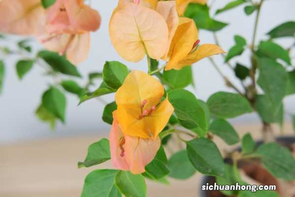 三角梅图片 三角梅品种大全