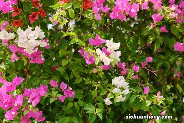 三角梅盆景价格和图片