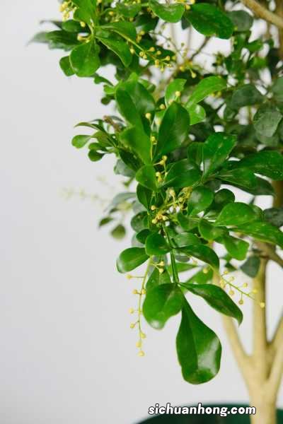 米兰花的扦插方法