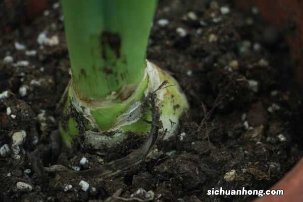 风信子的花语是什么