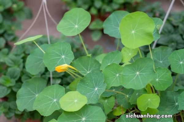 旱金莲如何养爆盆