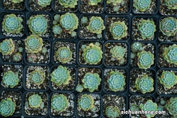 多肉植物怎么养,多肉图片