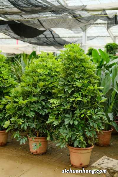 鸭掌木冬天怎么养