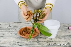 蝴蝶兰什么季节开花