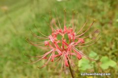 彼岸花的花语是什么