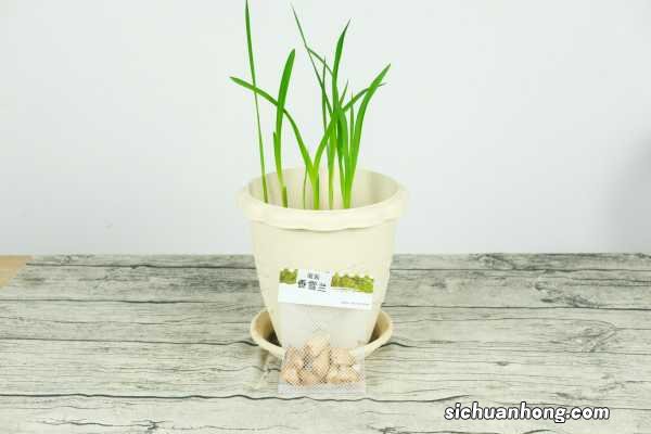 香雪兰矮化方法