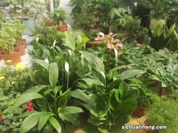 一帆风顺喜欢酸性还是碱性,一帆风顺能在北方养吗