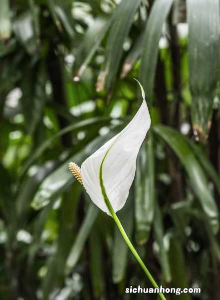 一帆风顺喜欢酸性还是碱性,一帆风顺能在北方养吗