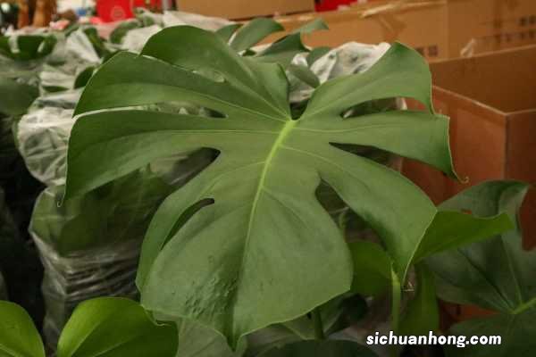 龟背竹适合养在家中吗