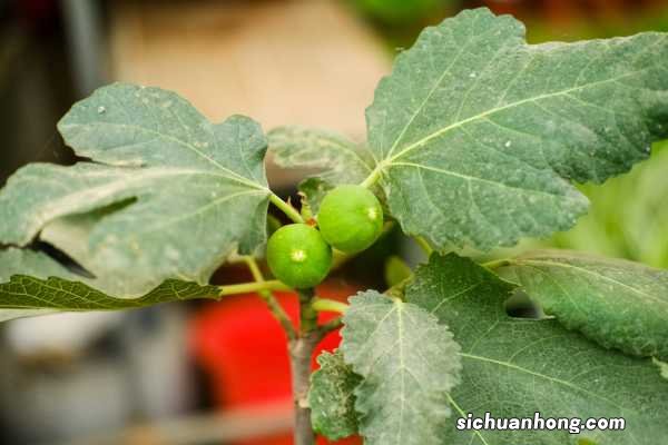 无花果几月成熟，无花果怎么保存