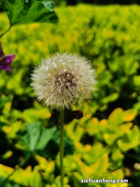 蒲公英是什么季节的，蒲公英图片