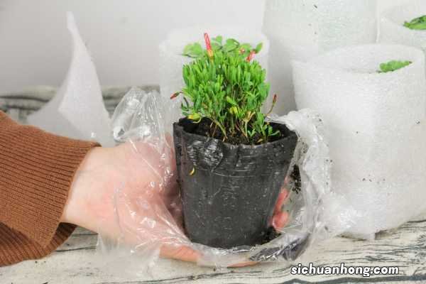 酢浆草是不是四叶草，醋酱草和四叶草的区别