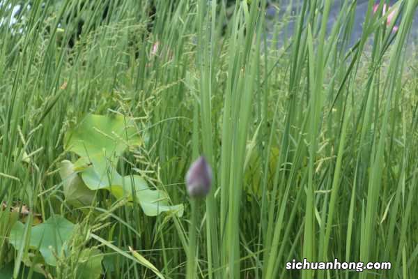 荷花的风水作用和禁忌:院子里种荷花好吗