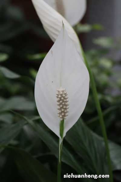 土培的一帆风顺怎么养,土培一帆风顺好吗