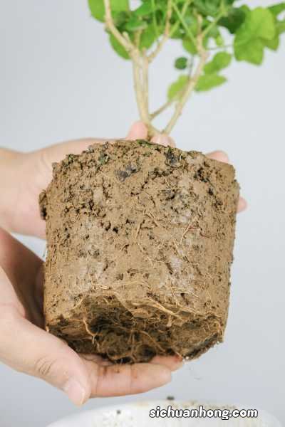 茉莉花像什么？茉莉花品种图片