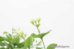 茉莉花长什么样子，茉莉花代表什么